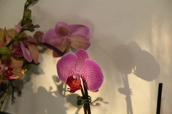 Phalaenopsis   085.jpg
